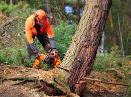 How Our Tree Care Process Works  in Rockford, MN